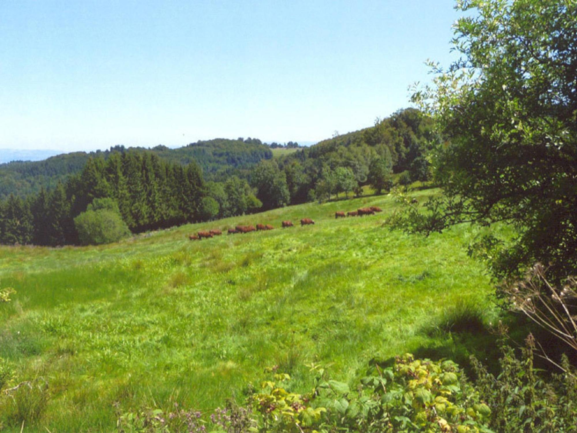 Charmant Gite Avec Terrasse, Cheminee Et Jardin, A Proximite Des Bois, Animaux Acceptes - Fr-1-496-205 Saint-Jean-Soleymieux Exteriér fotografie
